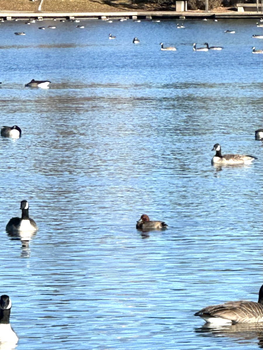 Redhead - ML645790762