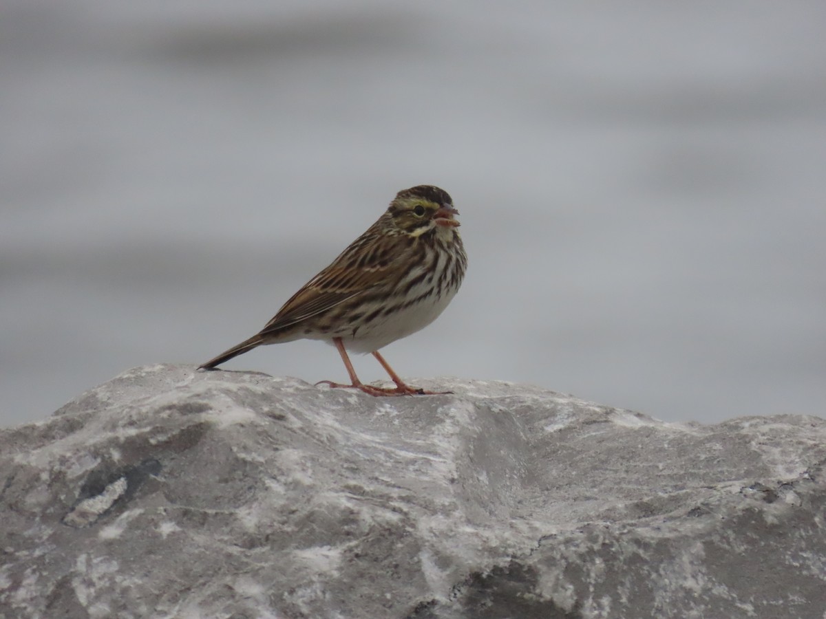 Savannah Sparrow - ML645790765