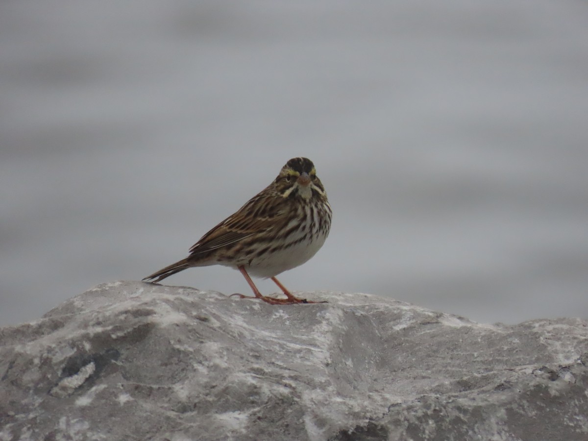 Savannah Sparrow - ML645790766