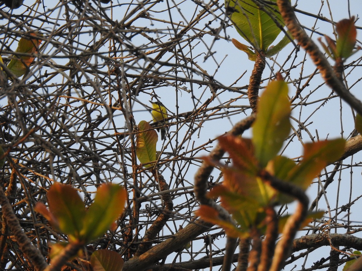 Common Tody-Flycatcher - ML645790771