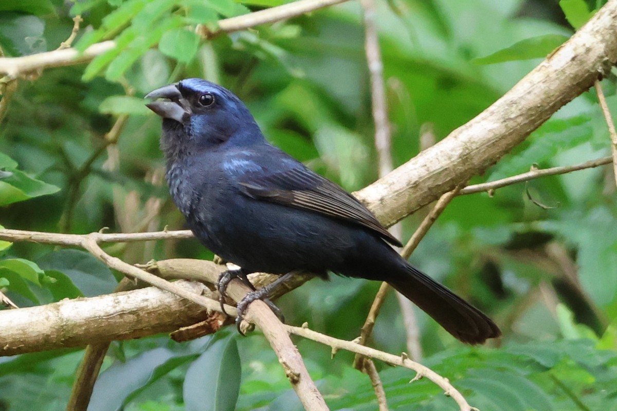 Ultramarine Grosbeak - ML645790782