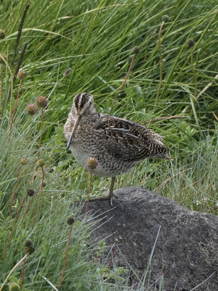Magellanic Snipe - ML645790804
