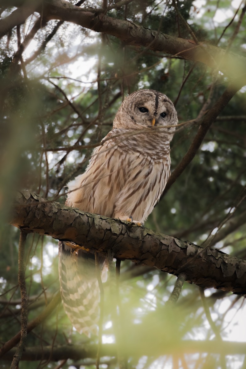 Barred Owl - ML645790810