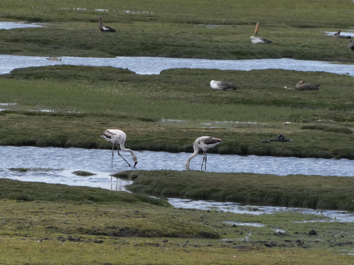 Chilean Flamingo - ML645790825