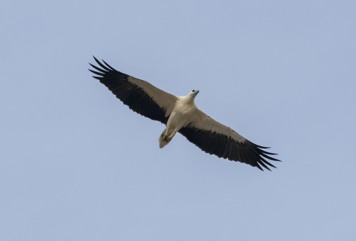 White-bellied Sea-Eagle - ML645790828