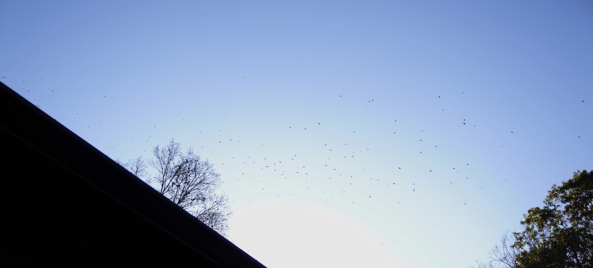 Common Grackle - ML645790846