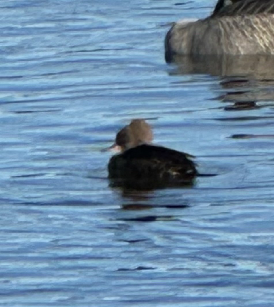 Hooded Merganser - ML645790852