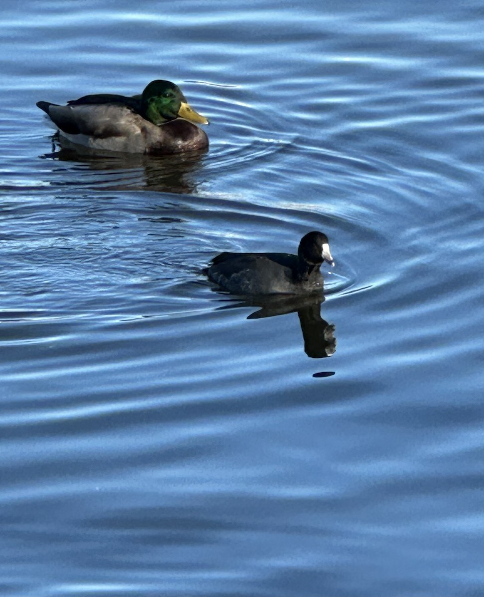American Coot - ML645790868