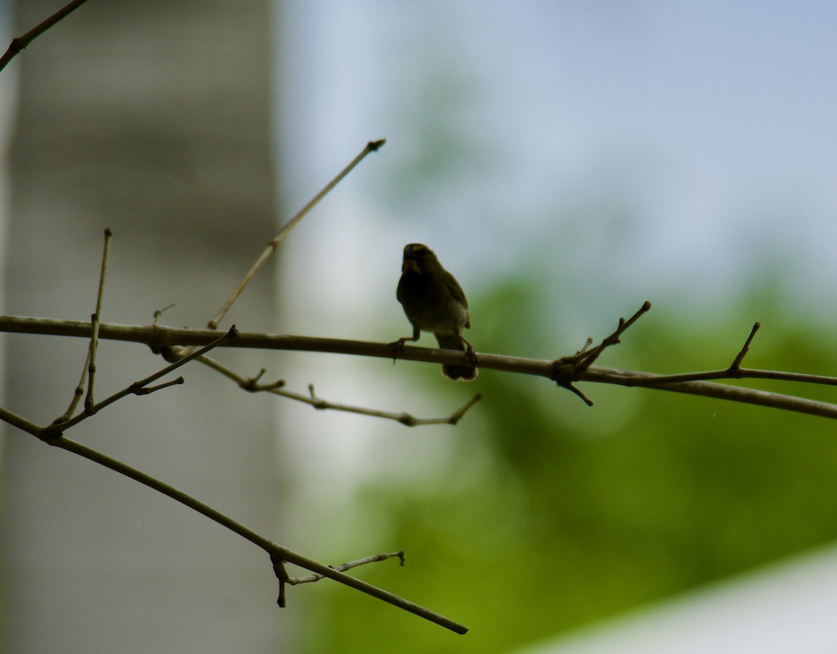 Yellow-faced Grassquit - ML645790869