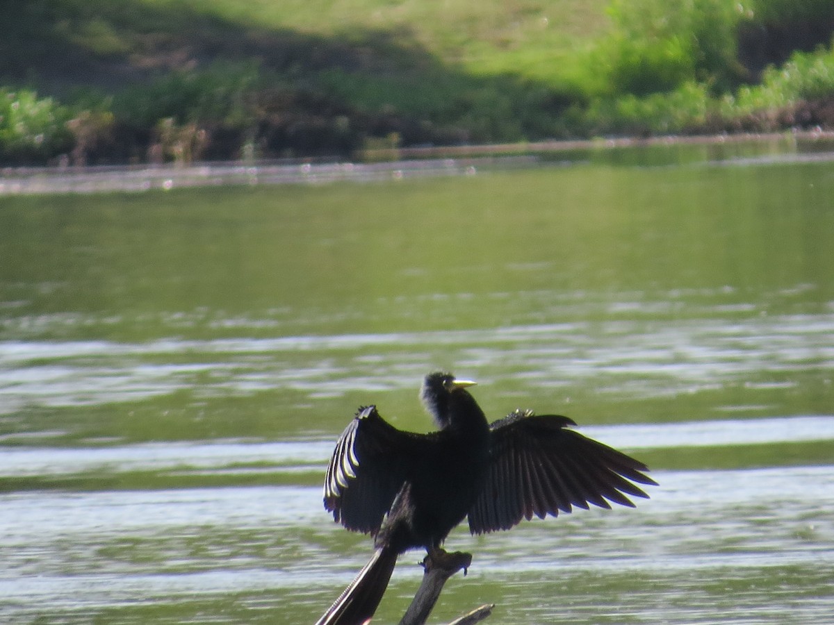 Anhinga - ML645790870
