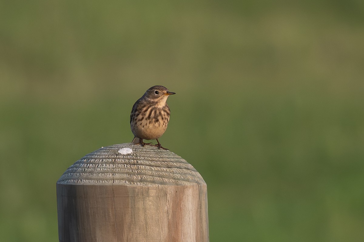 American Pipit - ML645790874