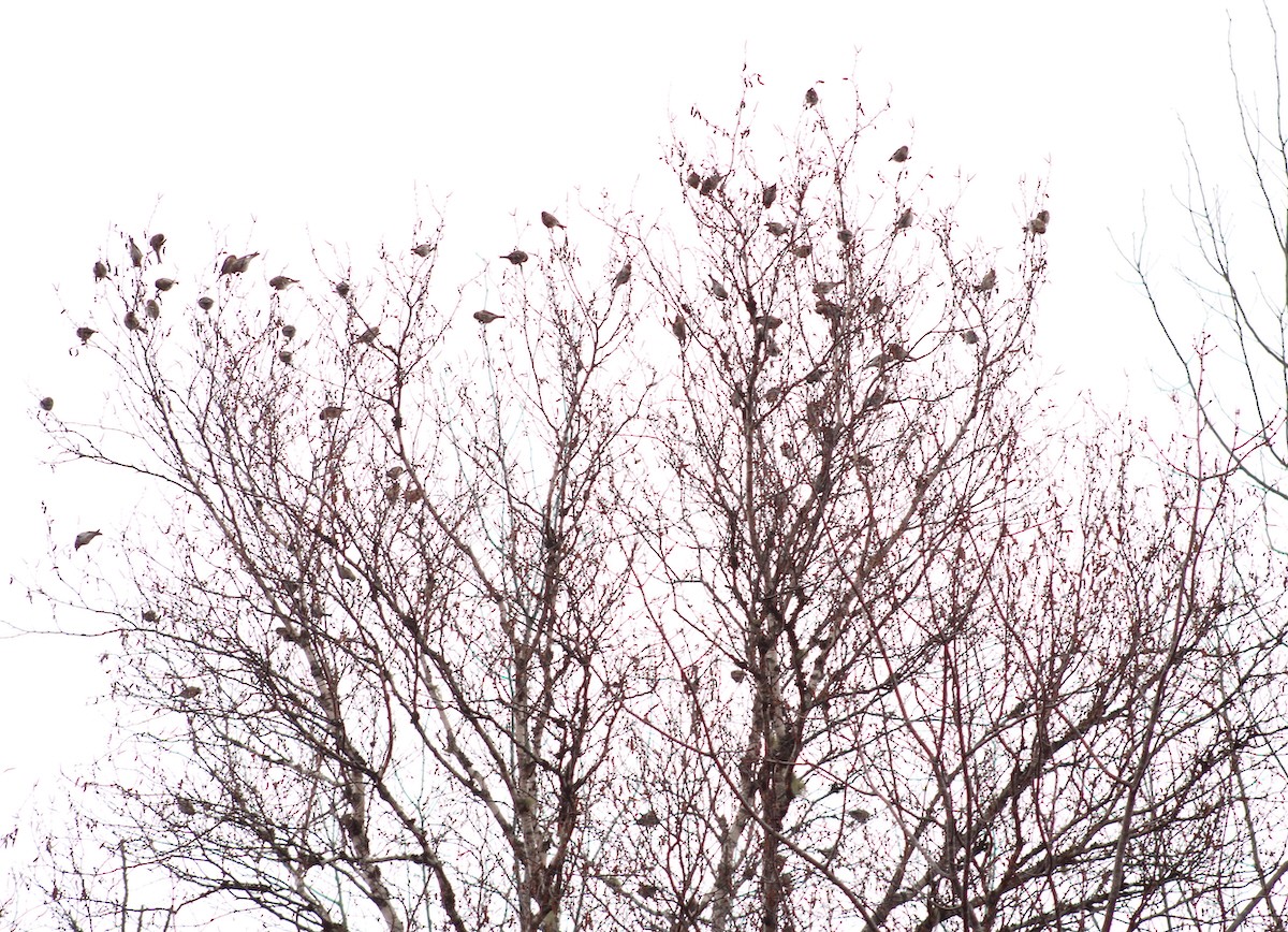 ベニヒワ - ML645790877