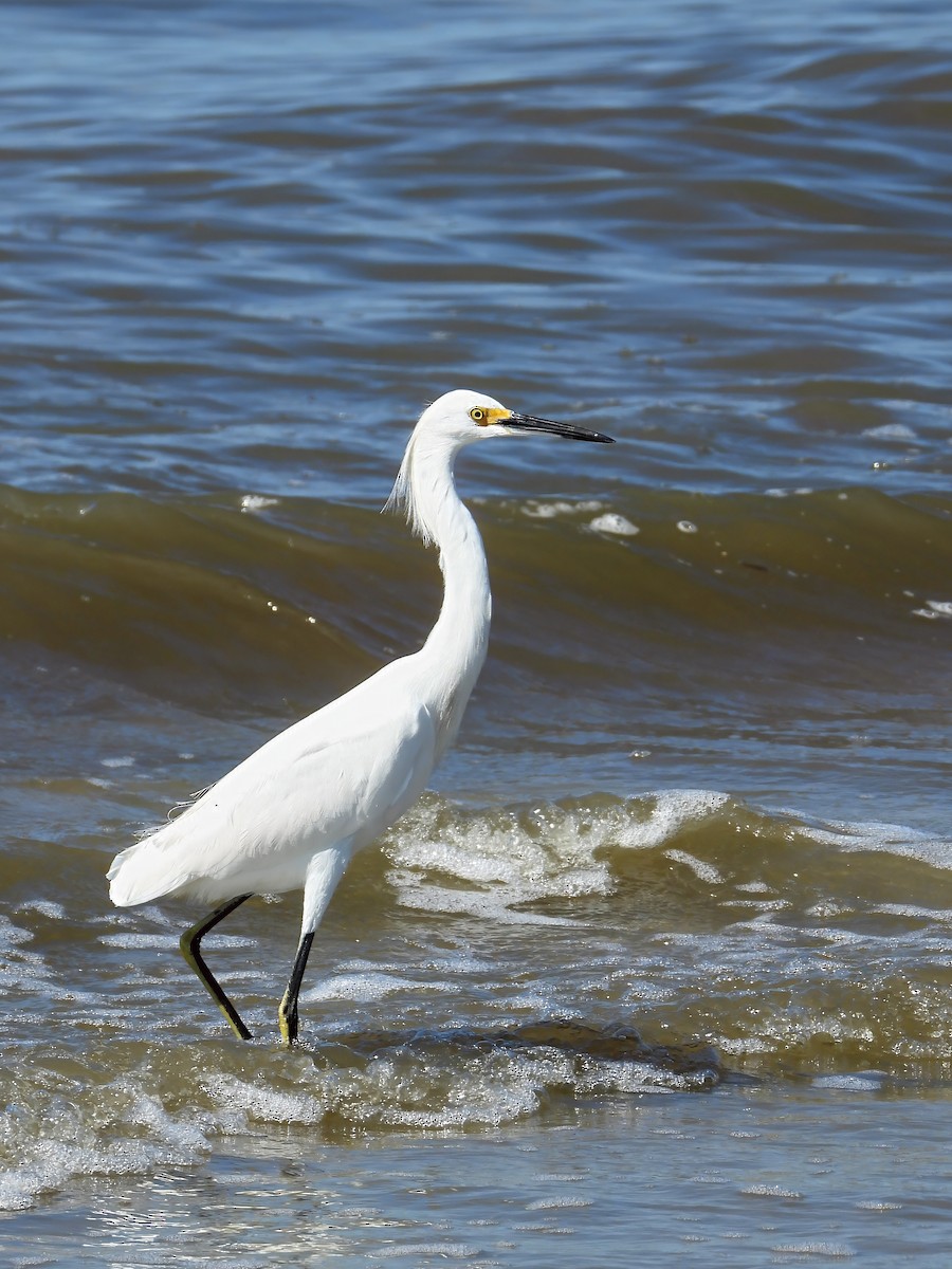Snowy Egret - ML645790878