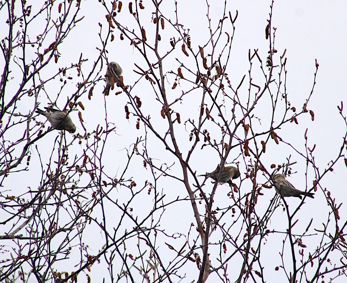 ベニヒワ - ML645790888