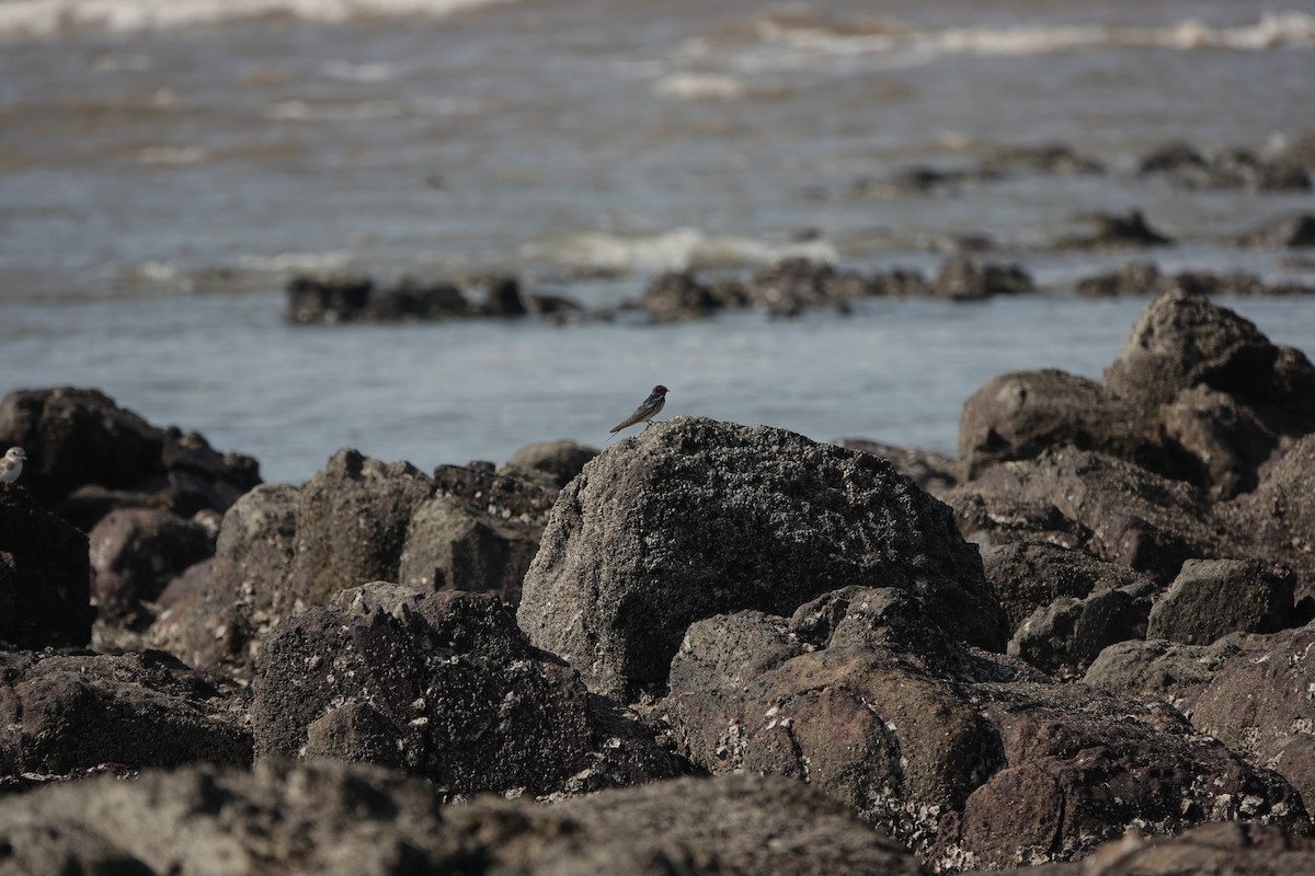 vlaštovka obecná - ML645790901