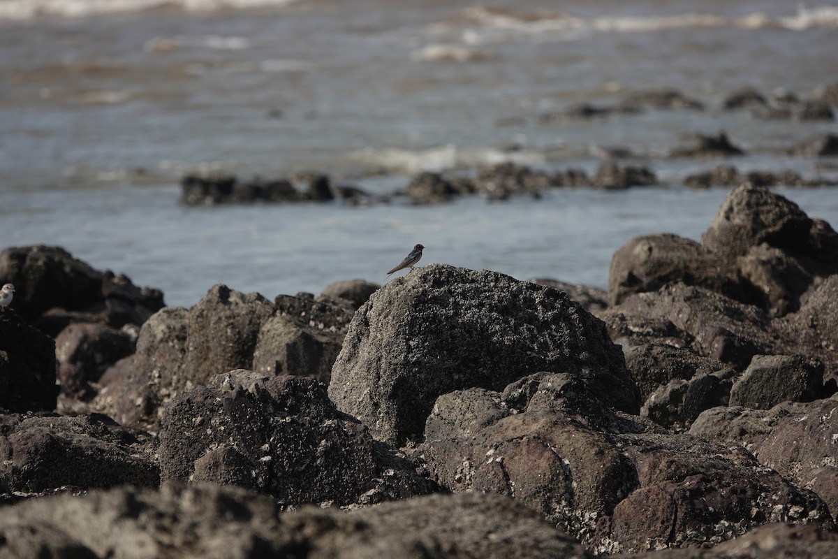 vlaštovka obecná - ML645790902