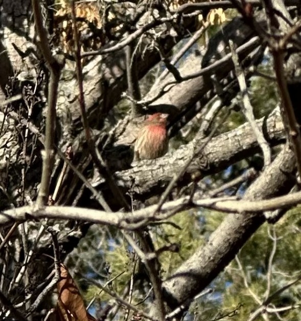 House Finch - ML645790905
