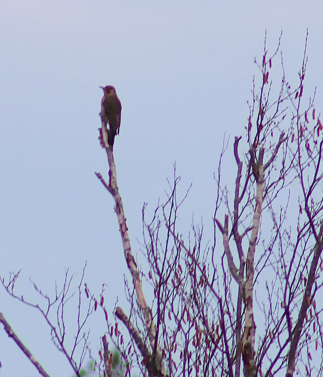 ハシボソキツツキ - ML645790906