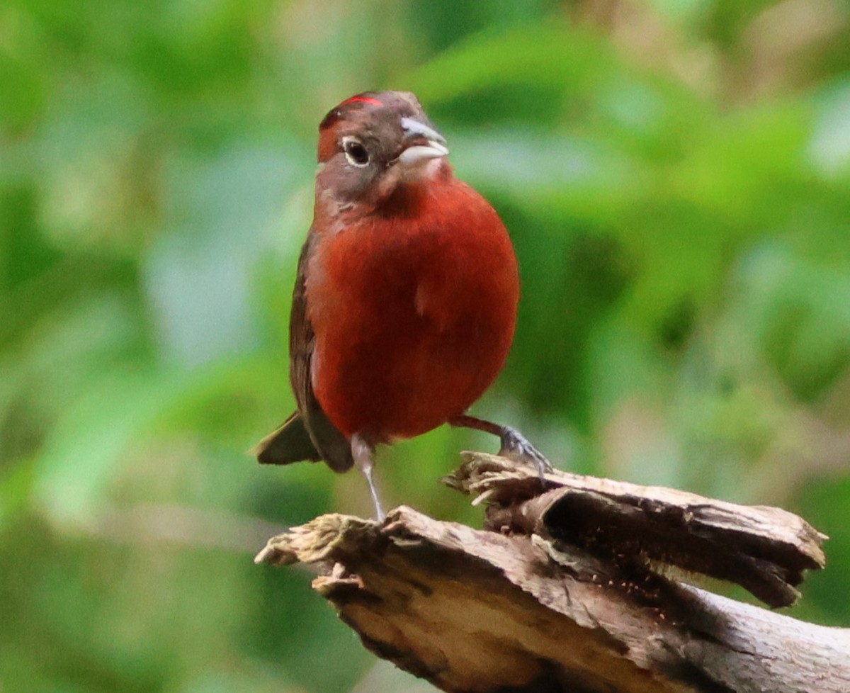 Red-crested Finch - ML645790916