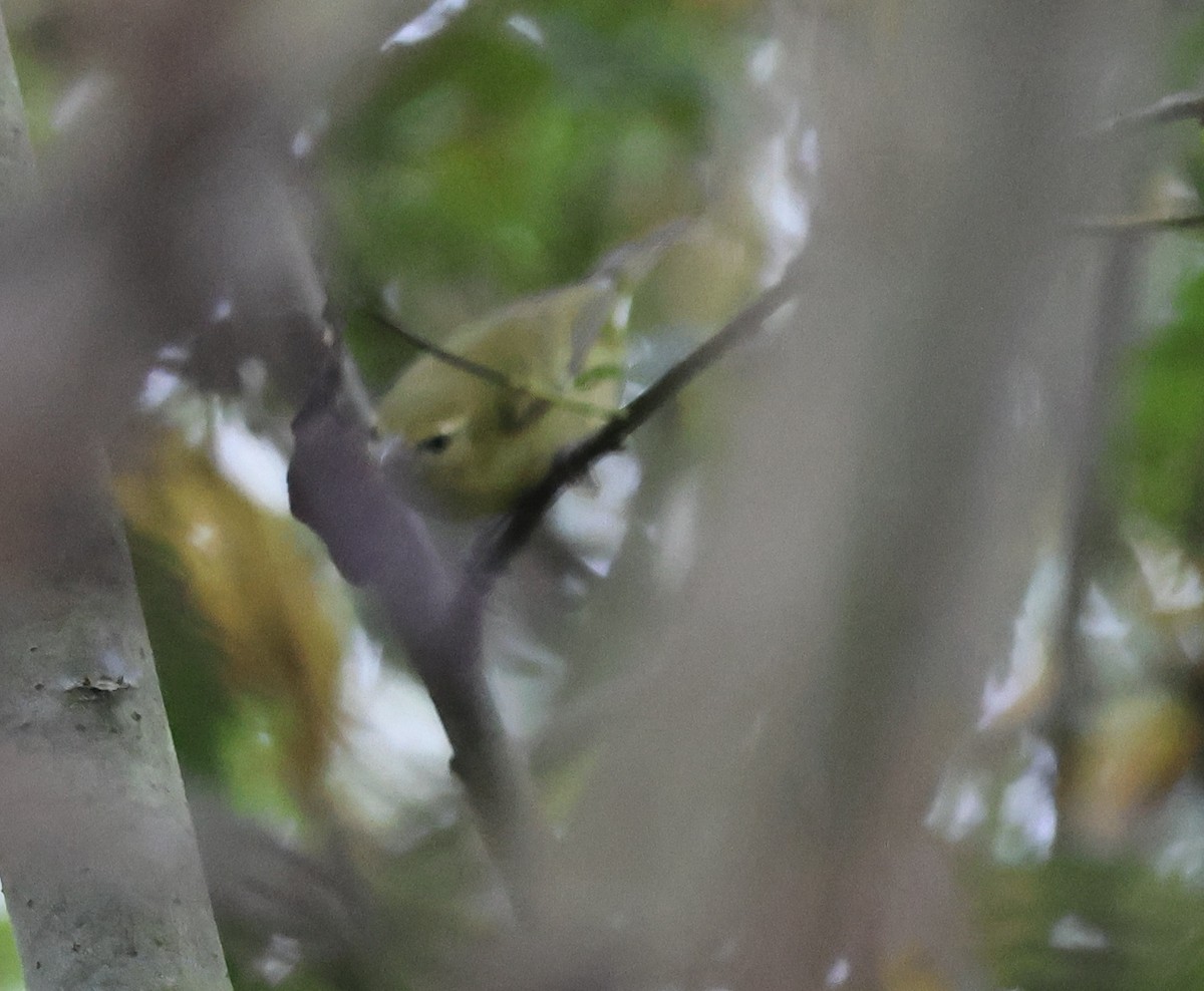 Tennesse Ötleğeni - ML645790926