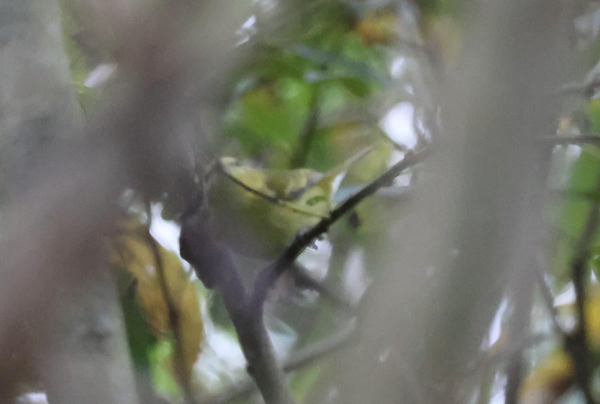 Tennesse Ötleğeni - ML645790928