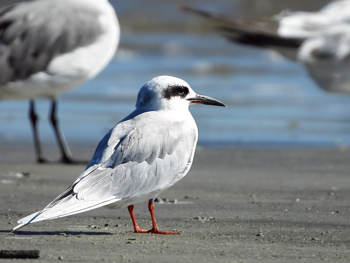 Forster's Tern - ML645790930