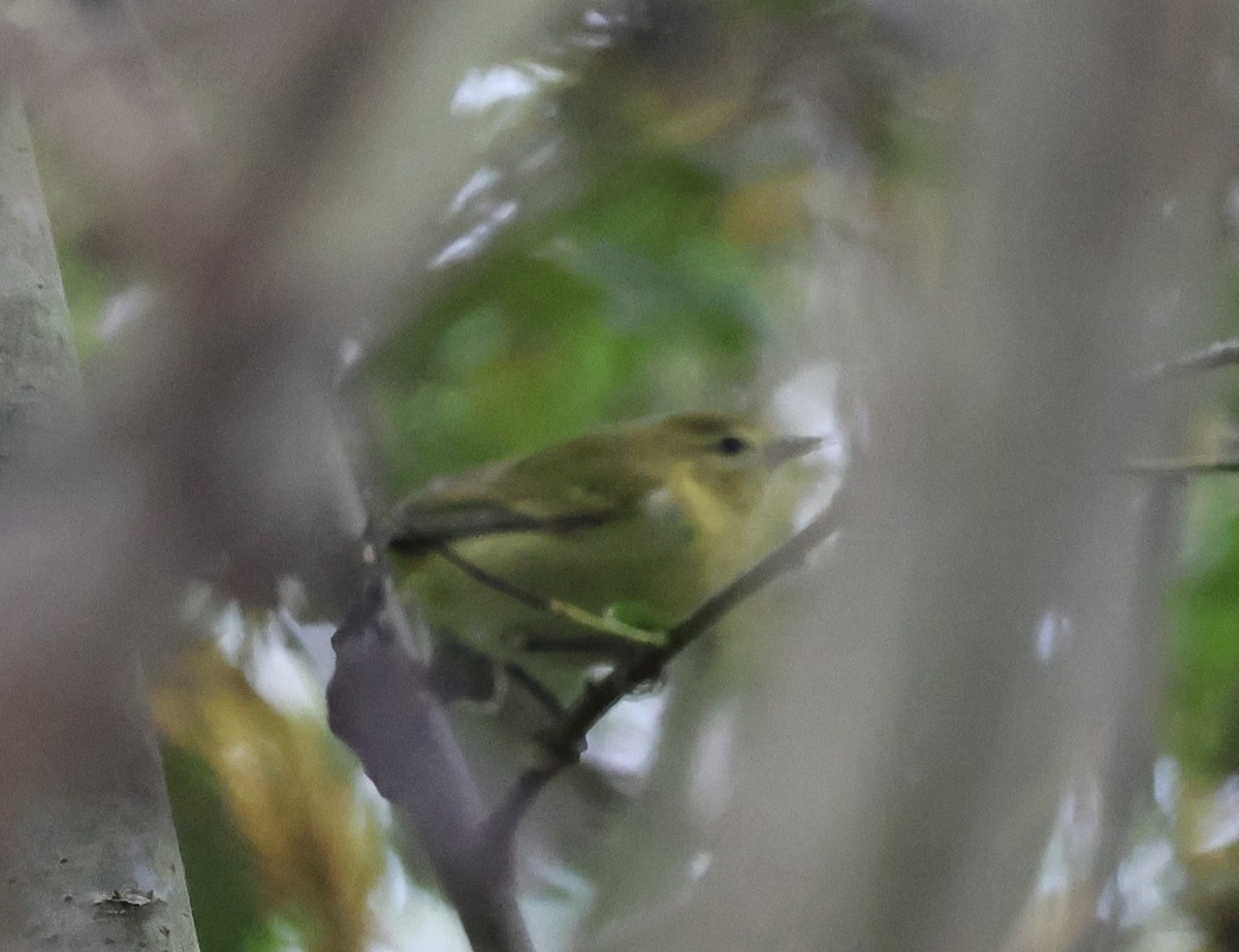 Tennesse Ötleğeni - ML645790931