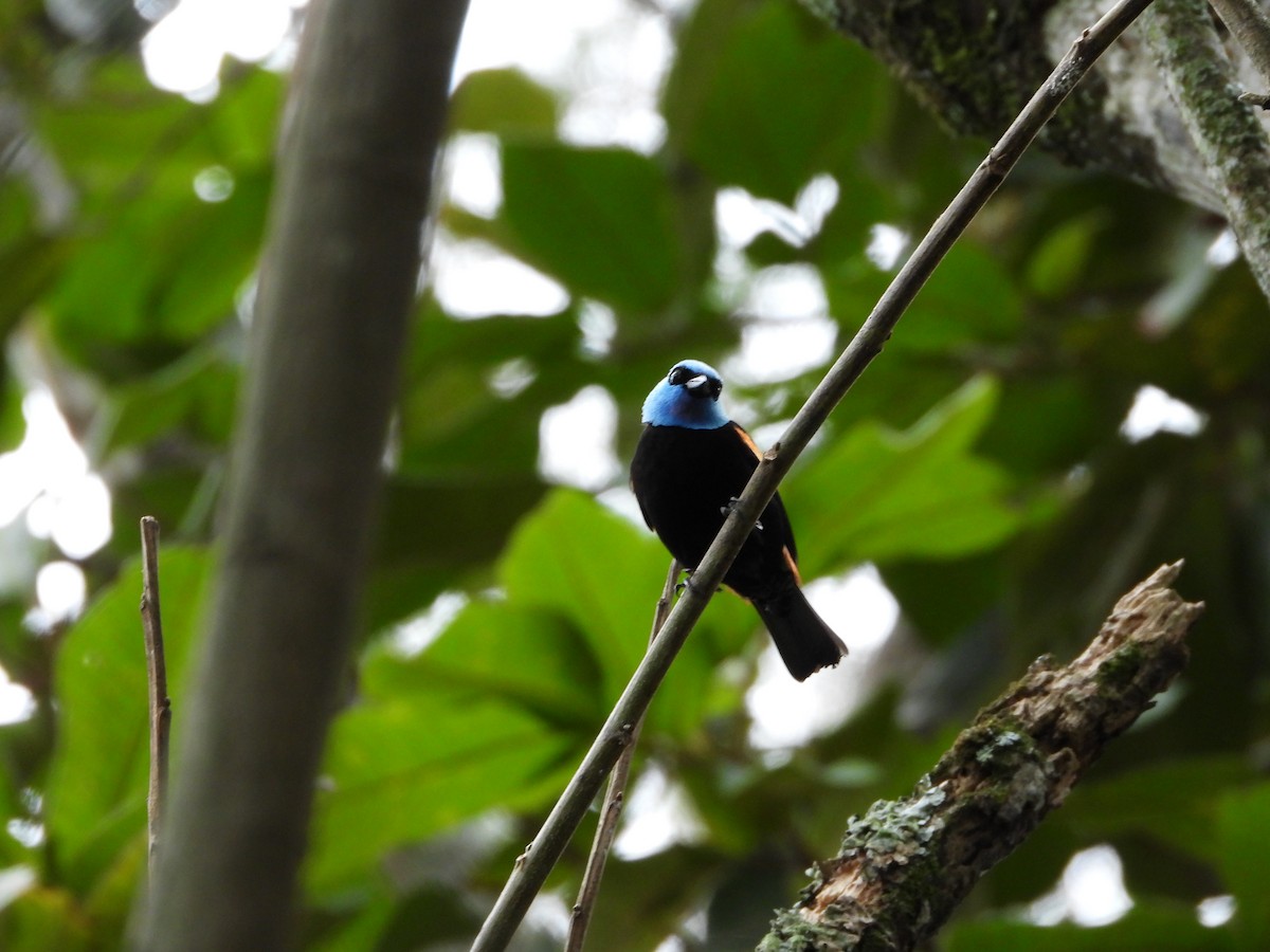 Blue-necked Tanager - ML645790934