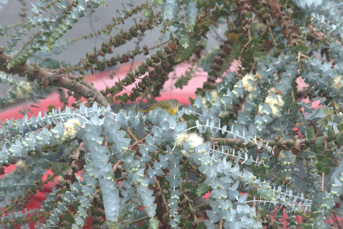 Nashville Warbler - ML645790936