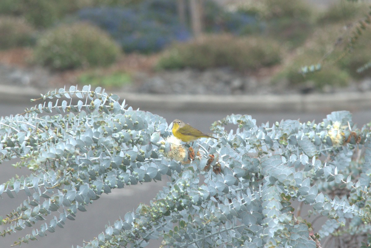 Nashville Warbler - ML645790937