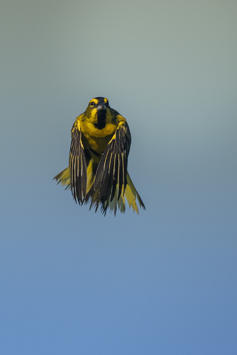 gulkardinal - ML645790944