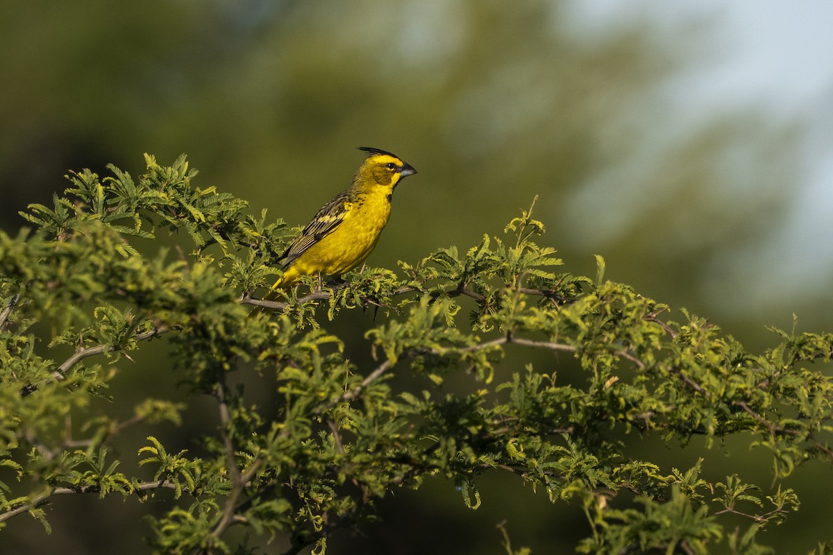 gulkardinal - ML645790945