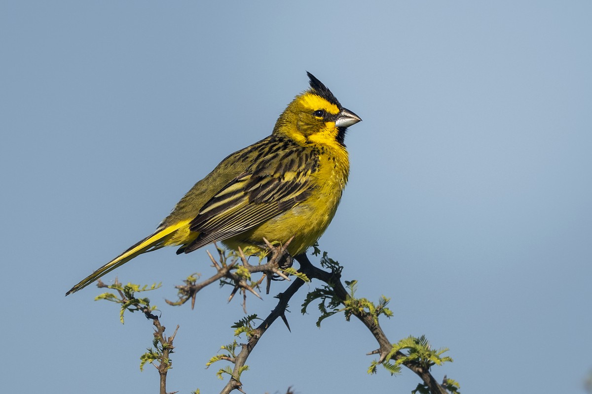 gulkardinal - ML645790947