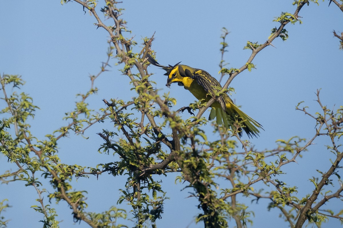 gulkardinal - ML645790948