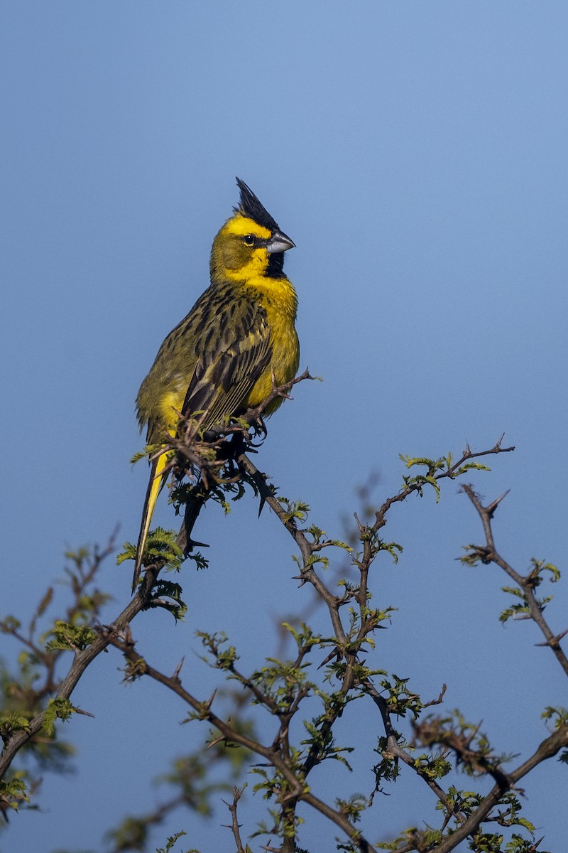 gulkardinal - ML645790949