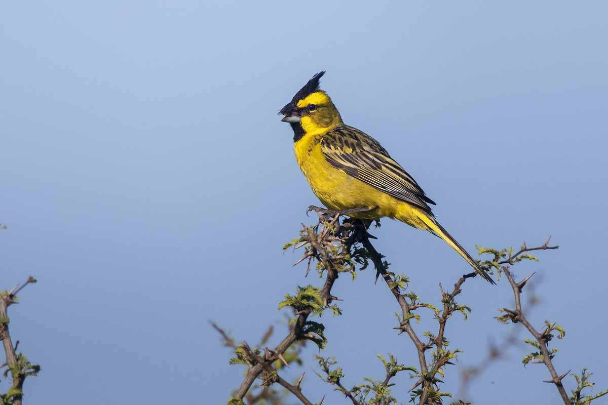 gulkardinal - ML645790951