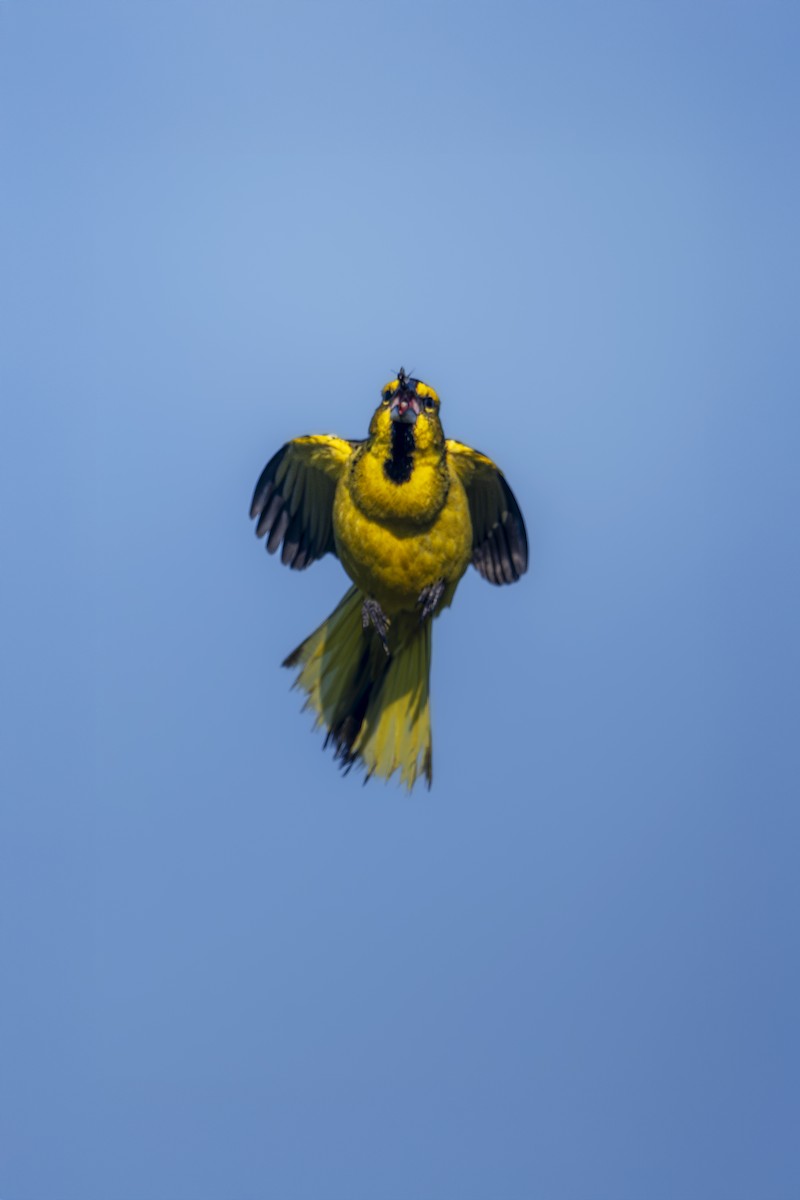 gulkardinal - ML645790952