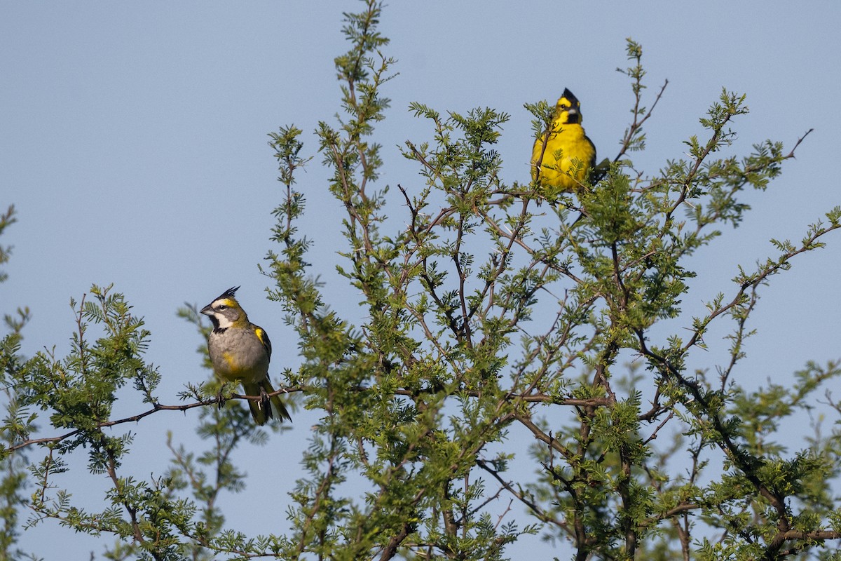 gulkardinal - ML645790953