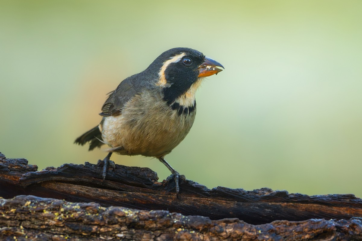 Golden-billed Saltator - ML645790974