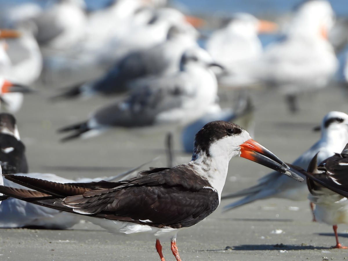 Black Skimmer - ML645790975