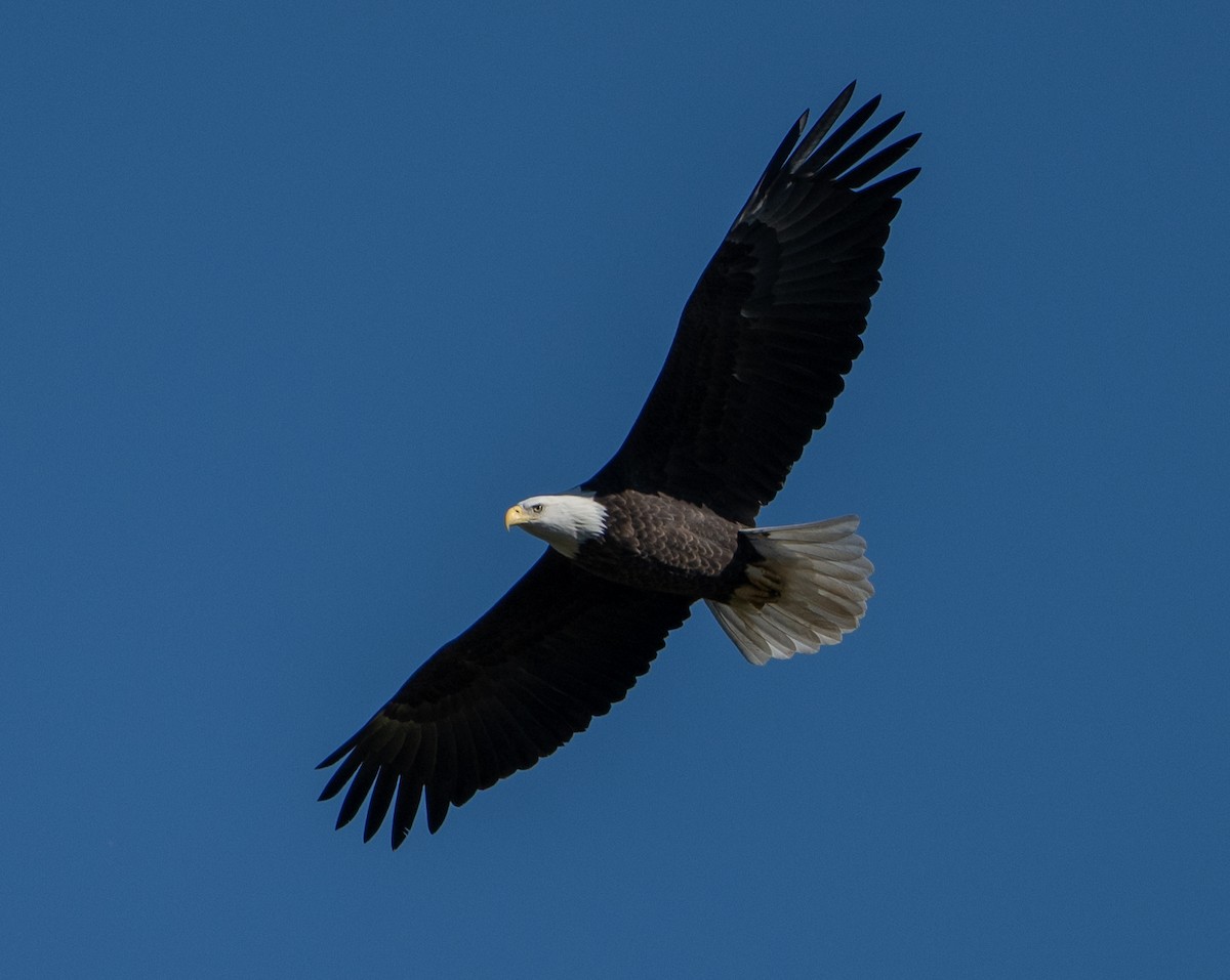 orel bělohlavý - ML645790984