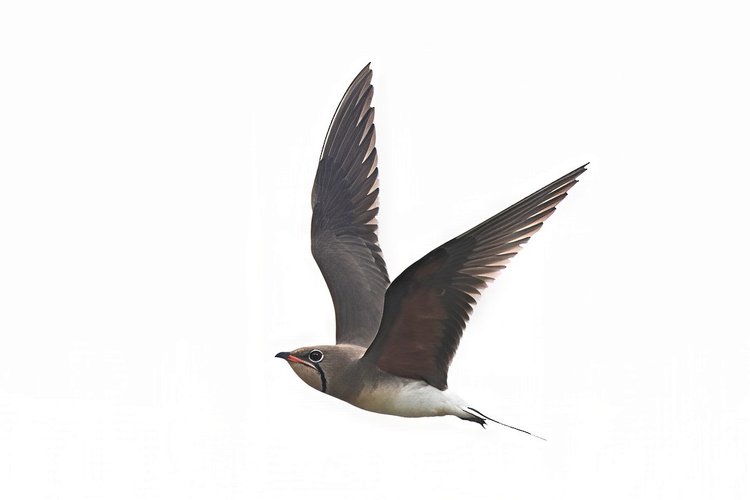 Collared Pratincole - ML645790986