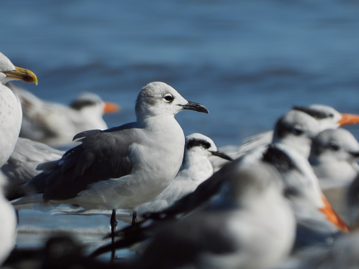 Laughing Gull - ML645790989