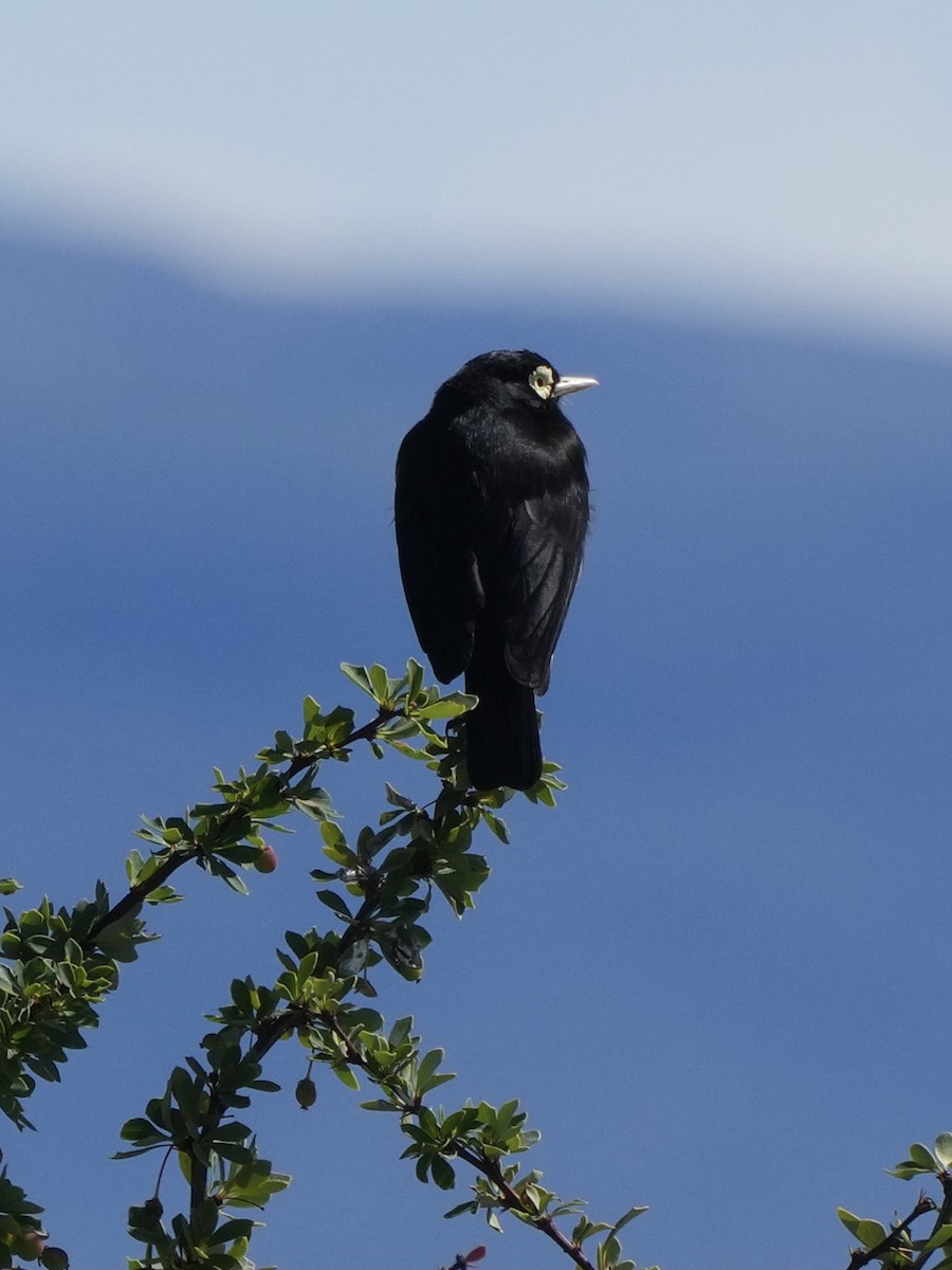 Spectacled Tyrant - ML645791010