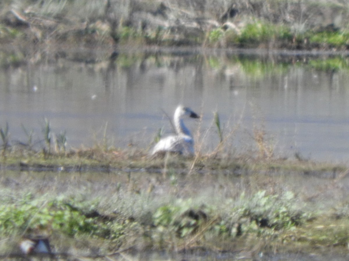 Snow Goose - ML645791022