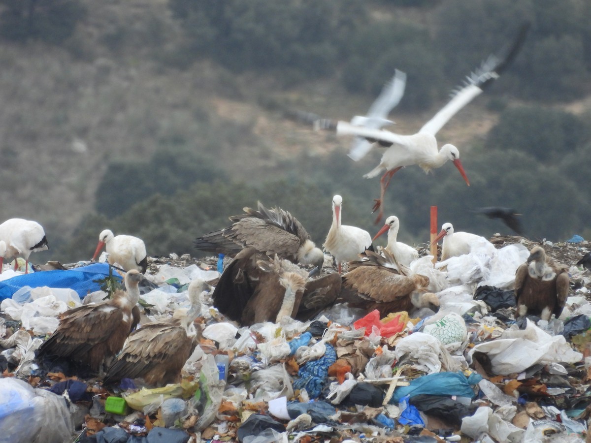 Eurasian Griffon - ML645791023