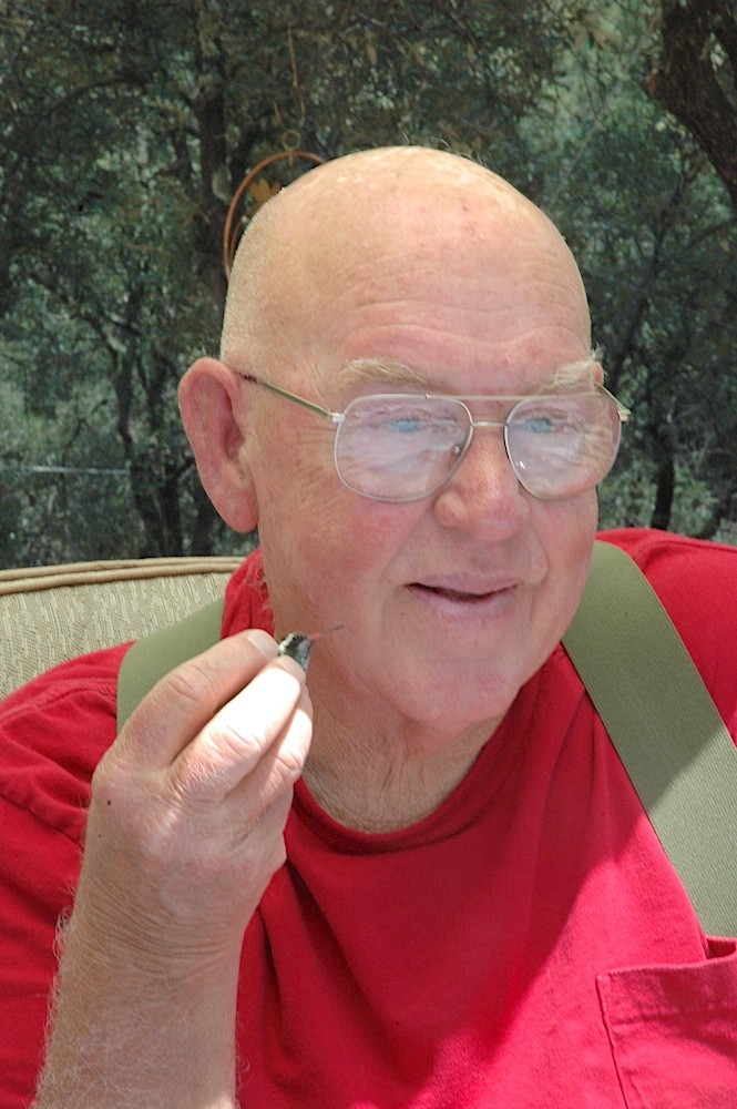 Ak Kulaklı Kolibri - ML645791028