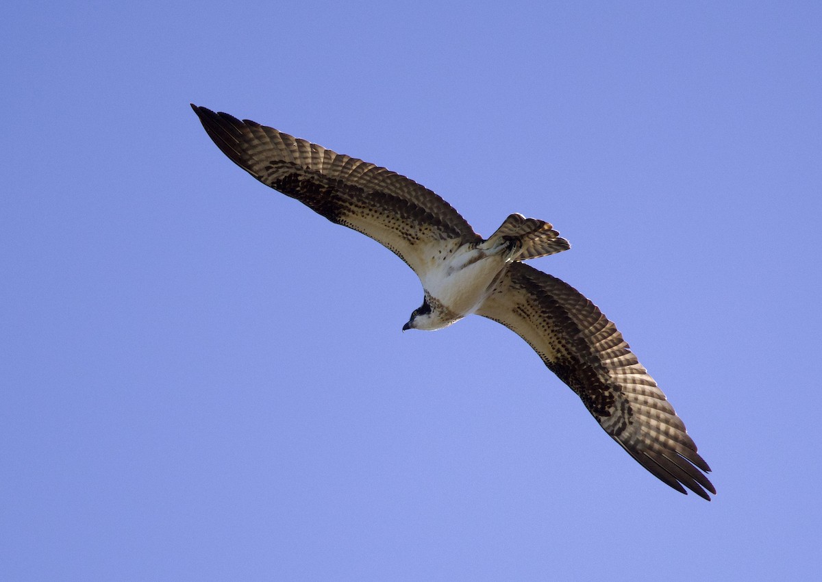 Osprey - ML645791030