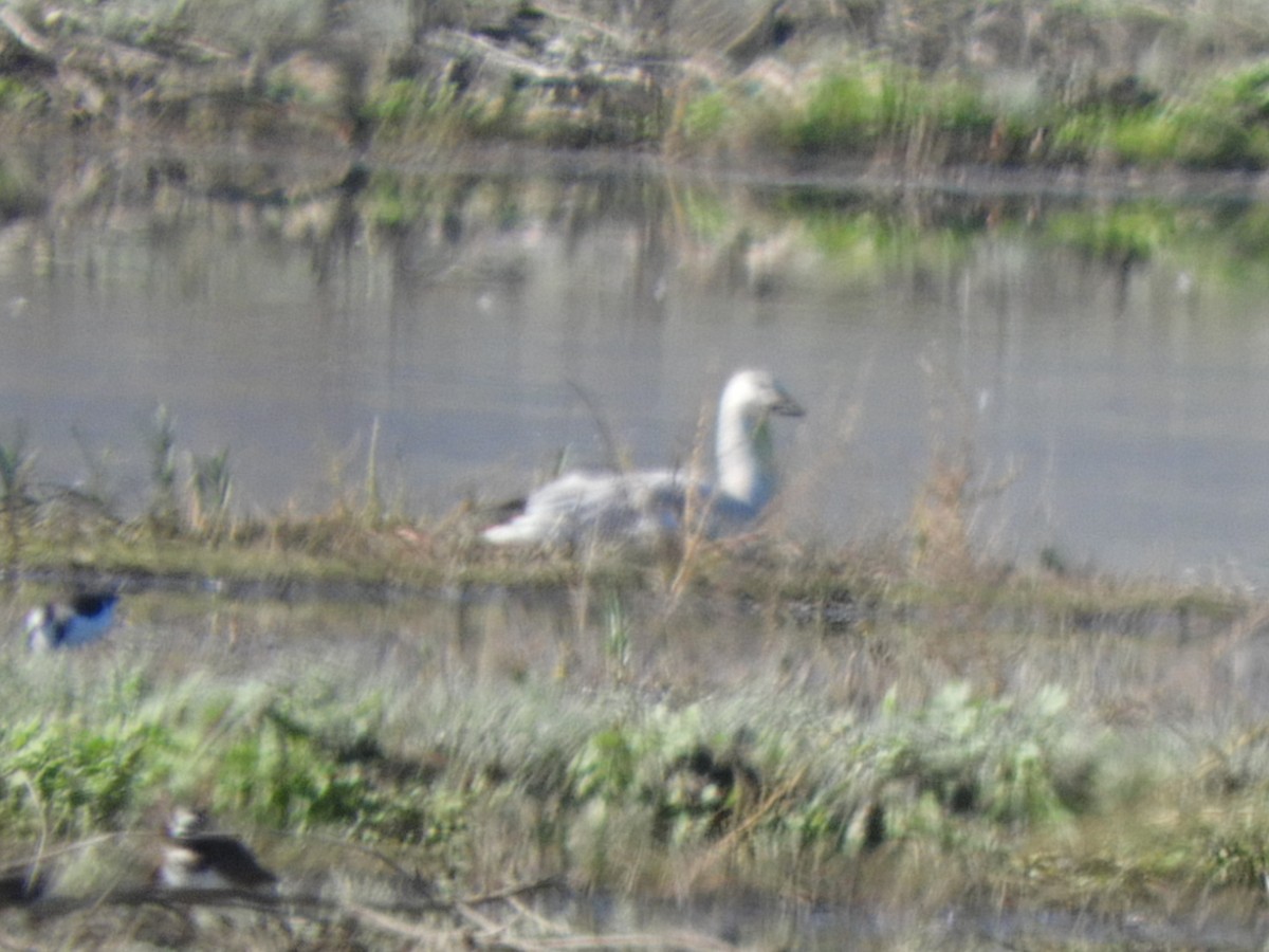 Snow Goose - ML645791032