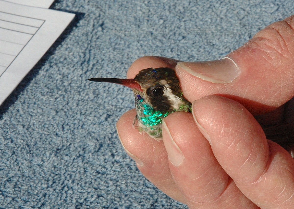 Ak Kulaklı Kolibri - ML645791035